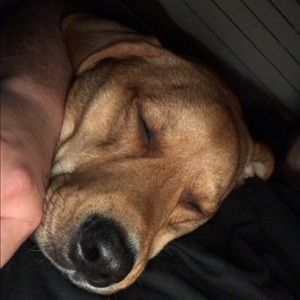 Meet your Posher, Charlie